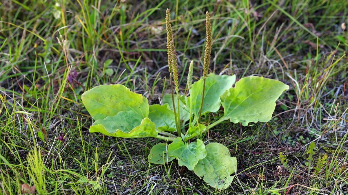 Ova biljka rješava sve: Kašalj, gastritis, probavu, rane, čak i ovisnost o nikotinu