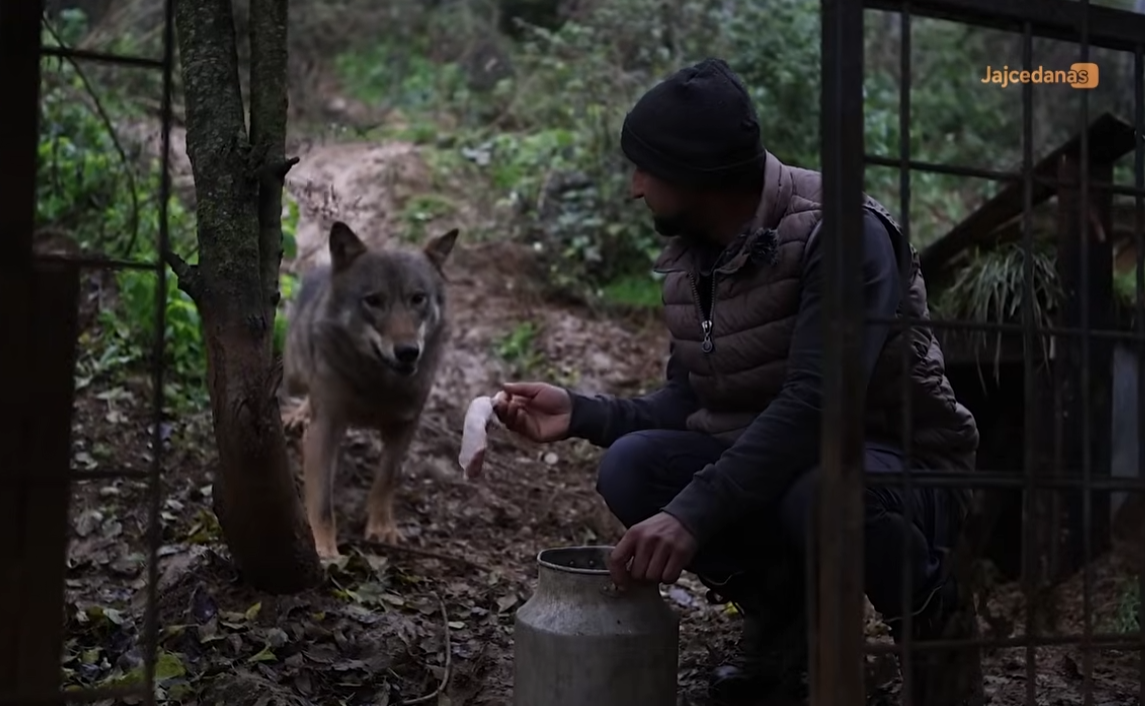 Fadil iz Biokovina hrani vuka rukama: „Ja sam po prirodi vuk!“