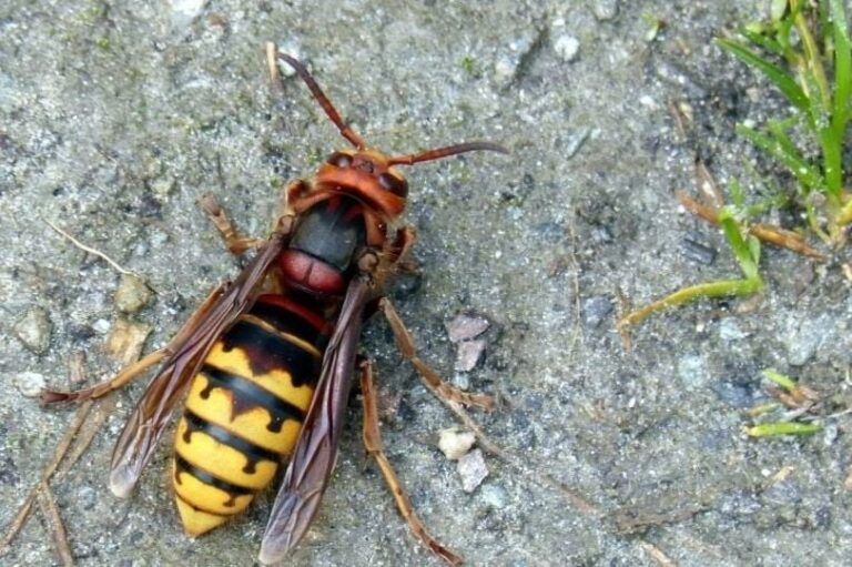 Kako se zaštititi od osa? Stručnjaci otkrivaju šta zaista djeluje, a šta je mit Kako se zaštititi od osa? Stručnjaci otkrivaju šta zaista djeluje, a šta je mit